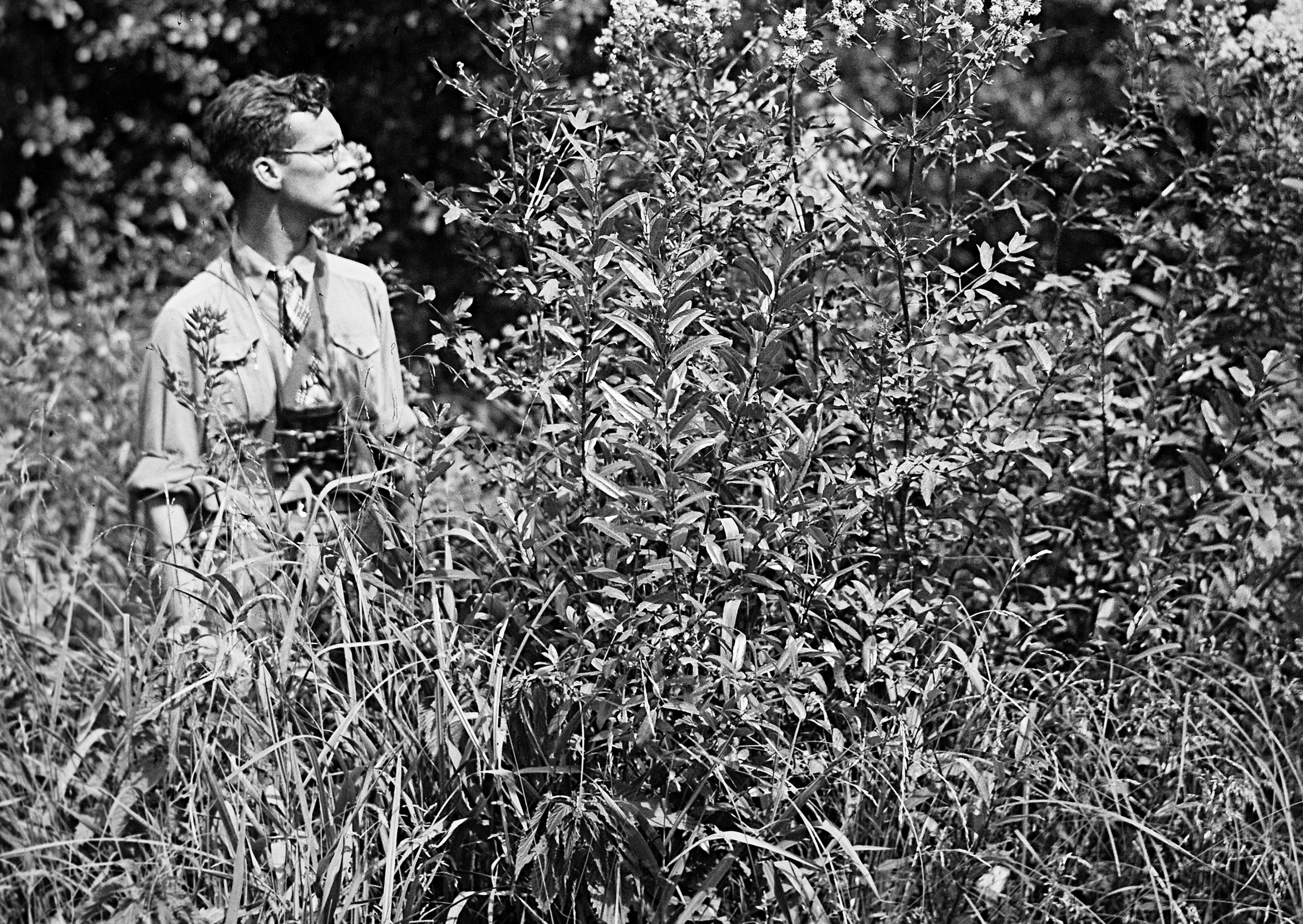 Ostpreußen, Juli 1936, Kurisches Haff bei Kargeln
